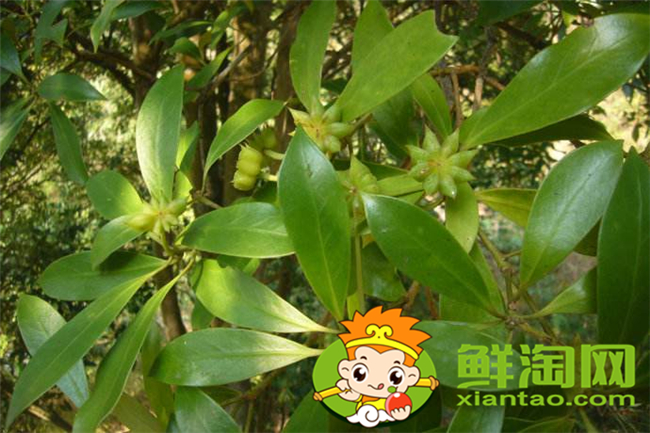 大料怎么区分好不好,大料的质量怎么区分