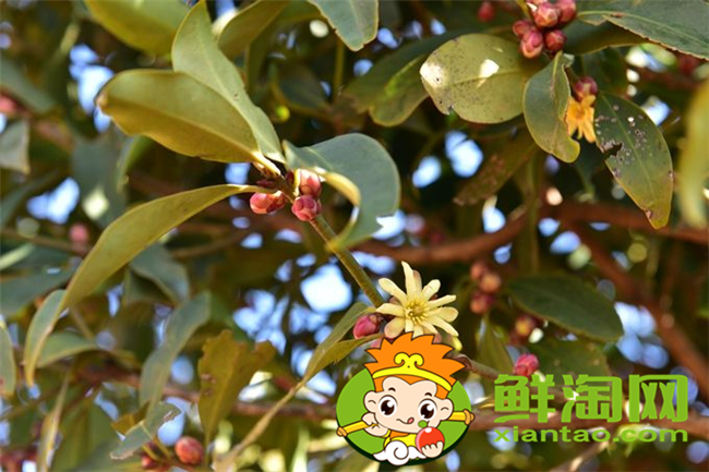 野八角中毒什么症状,中药材八角的真假分别