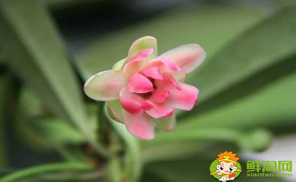 莽草子和八角的区别,八角和莽草干支的区别