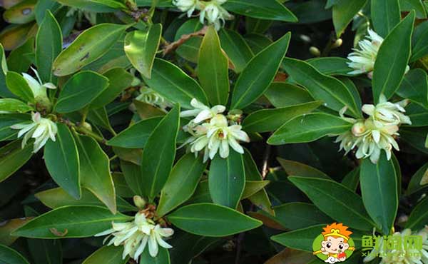 莽草子和八角的区别,八角和莽草干支的区别