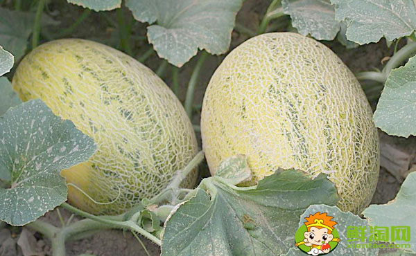 女生生理期可以吃哈密瓜吗,哈密瓜不适宜人群