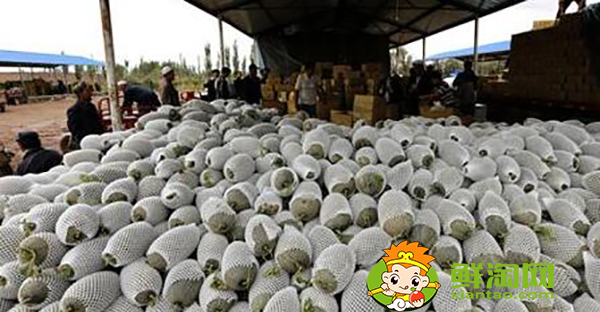 喀什伽师瓜几月份上市，伽师瓜和老汉瓜的区别