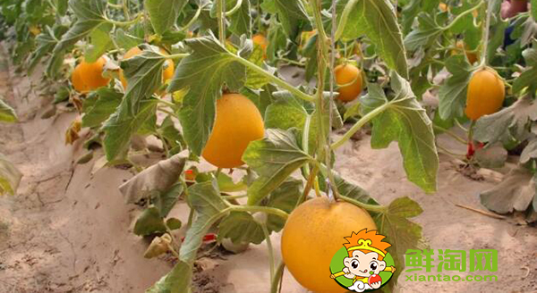 什么是沙漠瓜，沙漠蜜瓜是软的还是硬的