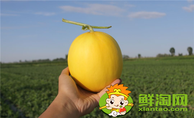 沙漠密瓜和哈密瓜有什么区别，沙漠密瓜的功效与作用