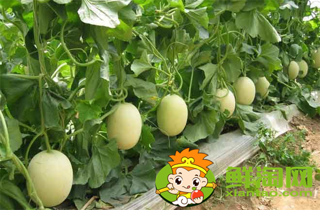 哈密瓜和西周密瓜有什么区别,西州蜜瓜产地