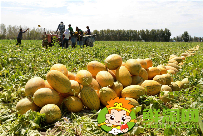 哈密的哈密瓜批发市场在哪里,哈密瓜原产地如何发货