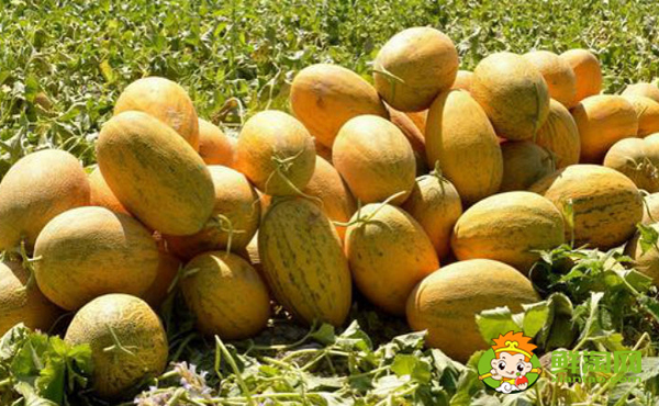 八六王哈密瓜怎么挑，八六王哈密瓜产地有哪些