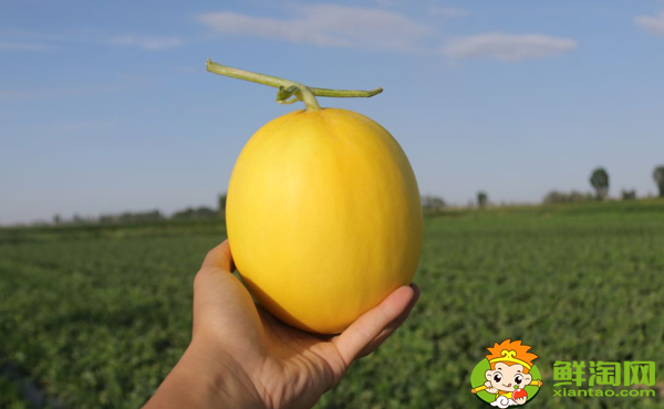 八六王哈密瓜名字的由来，八六王哈密瓜和沙漠蜜瓜哪个好吃