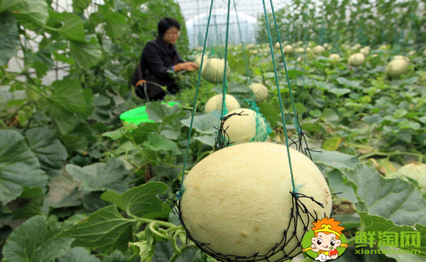 哈密瓜原产地是哈密还是鄯善,鄯善哈密瓜糖分高的原因