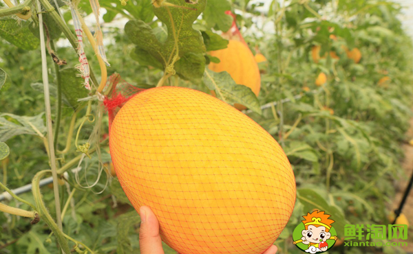 黄皮哈密瓜叫什么名字,黄皮哈密瓜和青皮哈密瓜区别