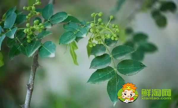 藤椒有几个品种,藤椒是麻还是辣