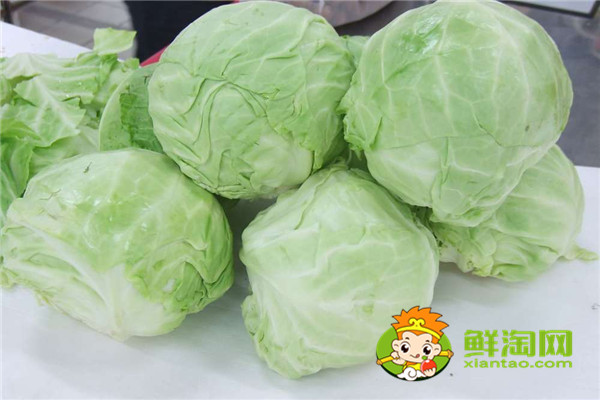 手撕包菜是甘蓝菜吗,甘蓝与洋白菜一样吗