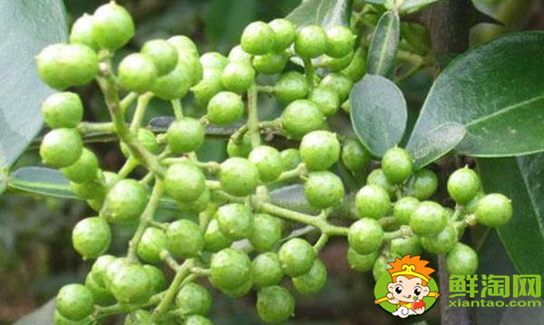 藤椒可以代替花椒吗,藤椒树和青花椒一样吗