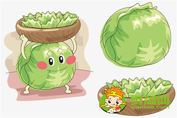 包菜买松的还是买紧的,圆包菜和平包菜哪个好吃