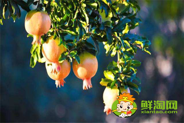 石榴皮煮水能治白发是真的吗,石榴皮煮水染发步骤