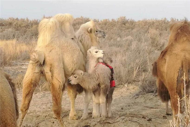 新鲜骆驼奶多少钱一斤,骆驼奶粉