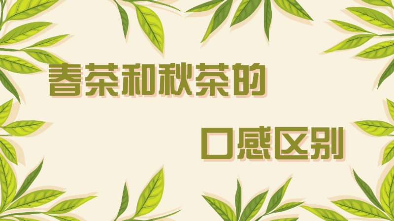 春茶和秋茶的口感区别