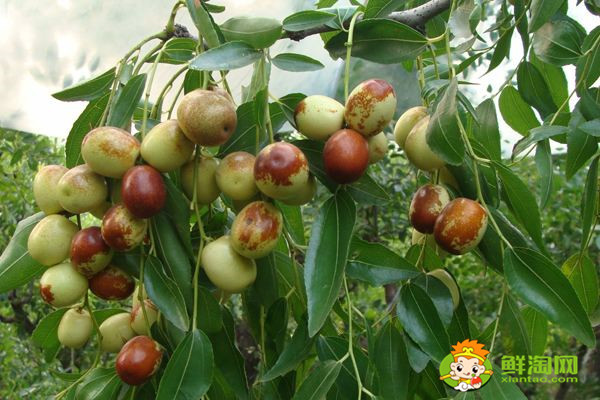 什么品种的冬枣好吃又高产?冬枣一代好吃还是二代好吃