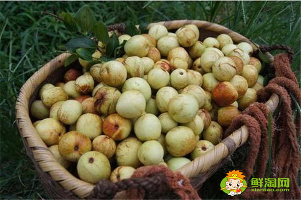 大荔冬枣好吃吗,大荔冬枣为什么这么甜