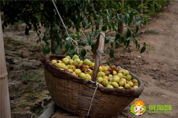 大荔冬枣个头大吗,大荔冬枣什么价位