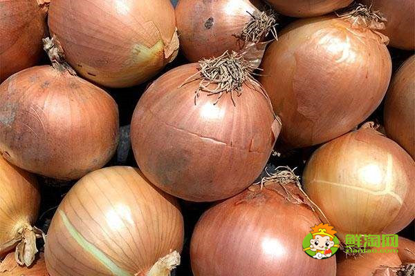 洋葱没熟吃了会怎么样,洋葱生吃好还是炒熟好
