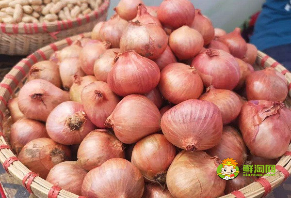 像很小很小的洋葱是什么,为什么有像洋葱的小洋葱