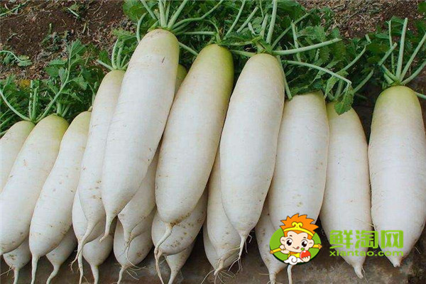 白萝卜放地窖储存好吗,胡萝卜可以放土里长久保存吗