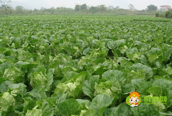 包菜一年能种几茬,露天包菜什么时候种植