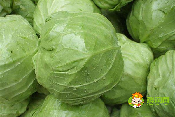 包菜一年能种几茬,露天包菜什么时候种植