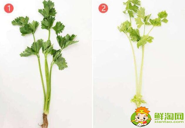 芹菜怎么处理比较脆,芹菜怎么处理没有筋