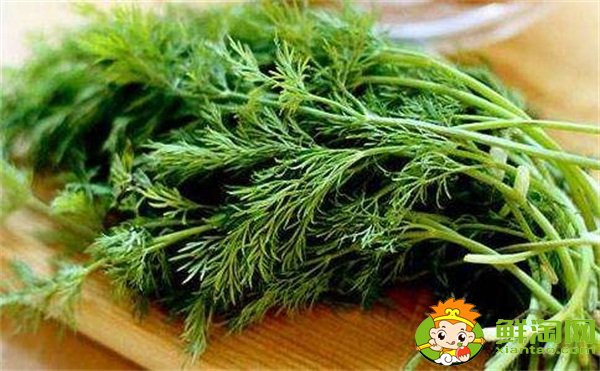 茴香菜的功效与作用及食用方法,哪些人不适合吃茴香菜