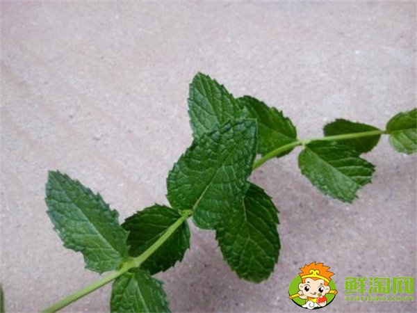 大叶香菜和小叶香菜的区别,大叶十香菜和小叶十香菜哪种好