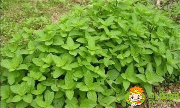 大叶香菜和小叶香菜的区别,大叶十香菜和小叶十香菜哪种好