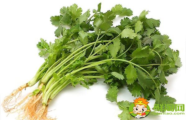 大叶香菜和小叶香菜的区别,大叶十香菜和小叶十香菜哪种好