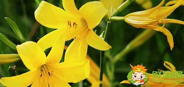 孕妇可以吃香菜吗对胎儿有影响吗,孕妇十大禁忌蔬菜