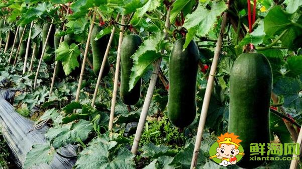 冬瓜的种子是为什么是绿色的,冬瓜的种植时间是什么时候