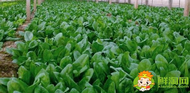 如何挑选菠菜,什么样的菠菜好吃