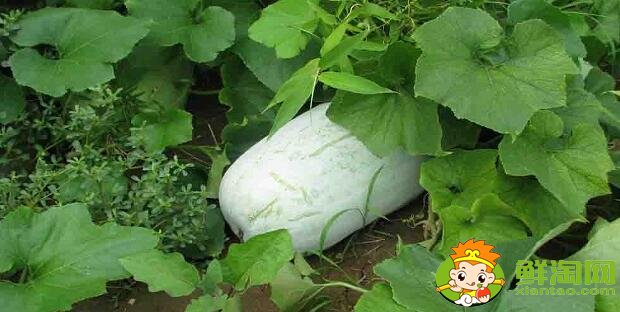 冬瓜外皮有刺吗,冬瓜的皮上为什么有细毛