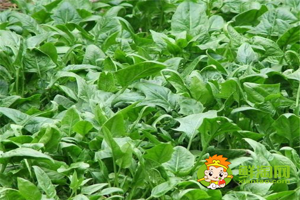 菠菜为什么不能放酱油,怎么挑选新鲜的菠菜