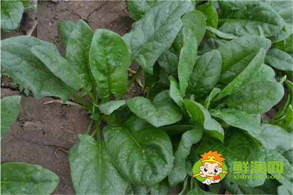 吃了菠菜豆腐怎么办,菠菜不能和豆腐一起吃的原因