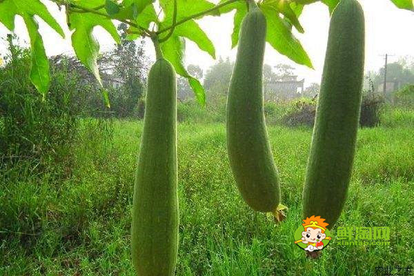 几月份是吃丝瓜的季节,原来这个时候吃丝瓜有这样的好处