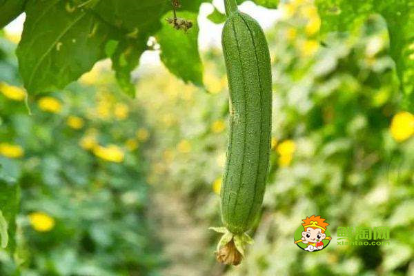 几月份是吃丝瓜的季节,原来这个时候吃丝瓜有这样的好处