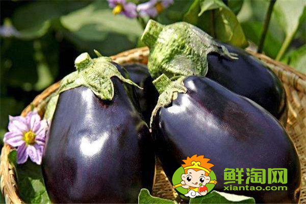 茄子皮削了好还是不削好,吃茄子可以减肥吗