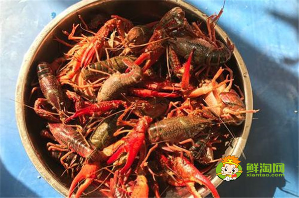 啤酒煮小龙虾算酒驾吗,查出酒驾可不要让小龙虾背锅