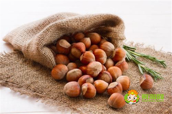 板栗蒸着吃还是煮着吃,板栗煮着吃营养更好
