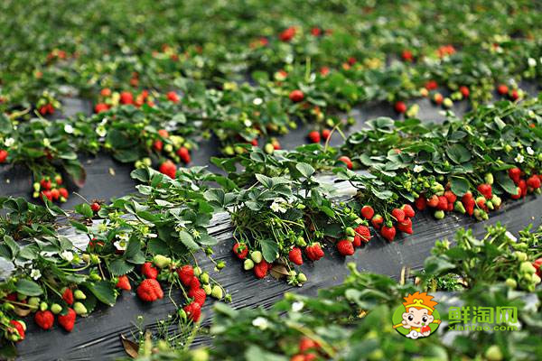 什么草莓品种最好吃,不同品种的草莓不同的口感