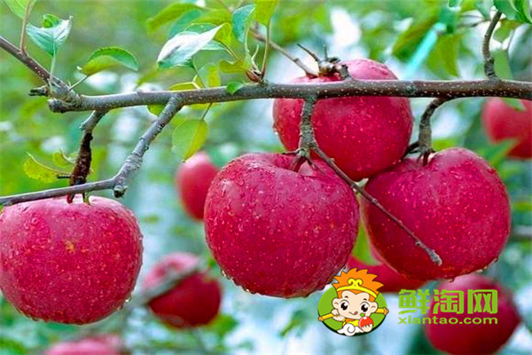 苹果的功效与作用,苹果什么时候吃最减肥