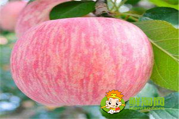 苹果皮敷脸有什么好处,苹果可以蒸熟吃吗