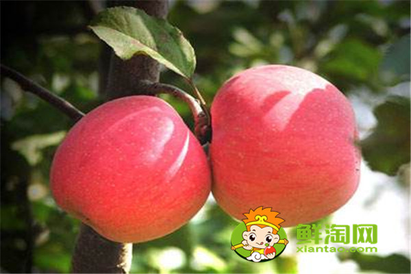 苹果皮敷脸有什么好处,苹果可以蒸熟吃吗