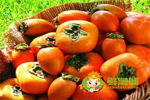 吃柿子有哪些禁忌和好处,哪些人不能吃柿子